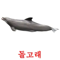 돌고래 ansichtkaarten