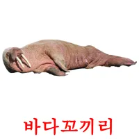 바다꼬끼리 ansichtkaarten