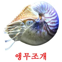 앵무조개 ansichtkaarten