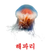 해파리 ansichtkaarten