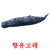향유고래 card for translate
