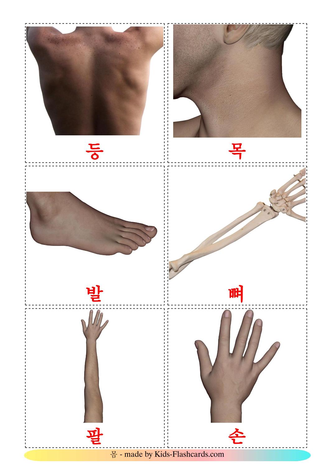 Body Parts - 26 Free Printable korean Flashcards 