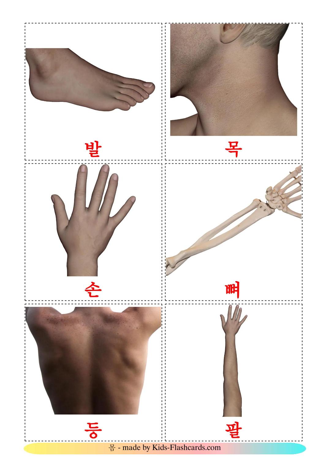 Körper - 26 kostenlose, druckbare Koreanisch Flashcards 