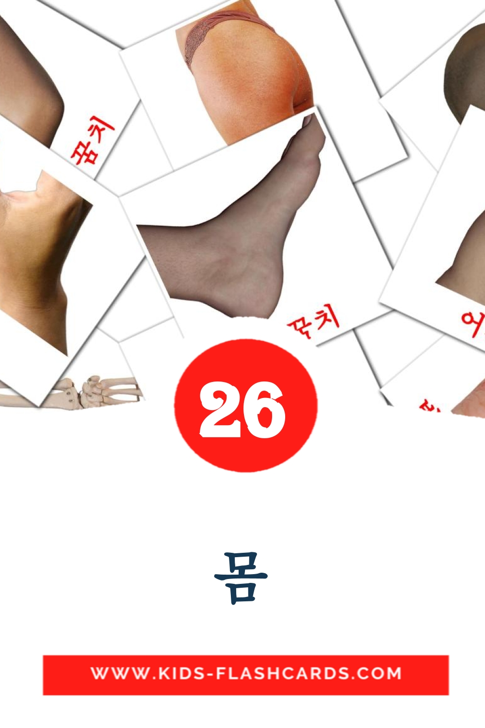 26 몸 Picture Cards for Kindergarden in korean