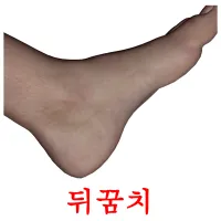 뒤꿈치 Bildkarteikarten