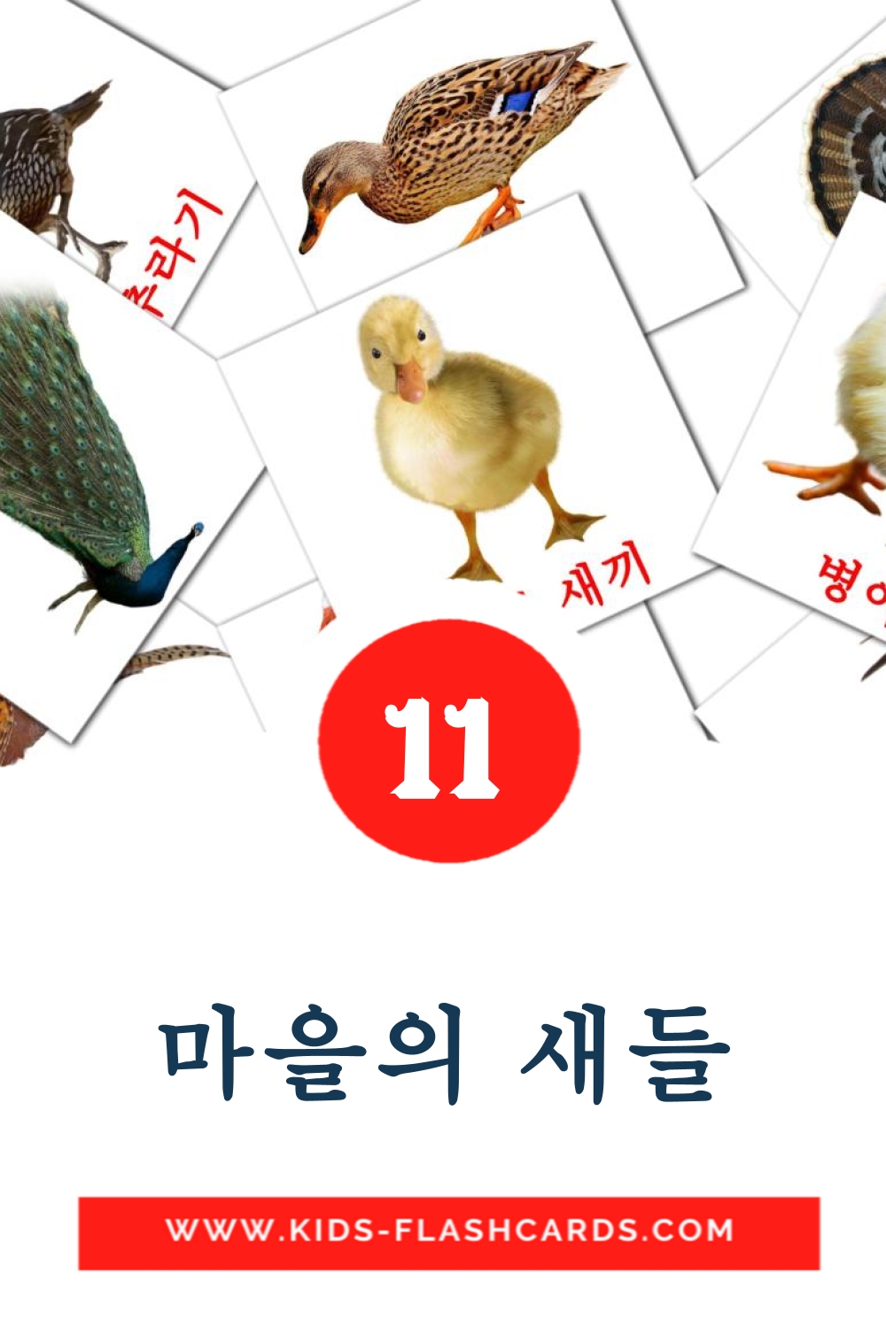 11 마을의 새들 Picture Cards for Kindergarden in korean