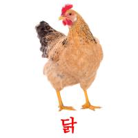 닭 picture flashcards