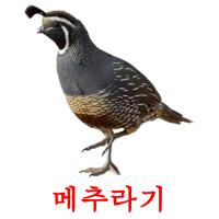 메추라기 card for translate