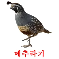 메추라기 Bildkarteikarten