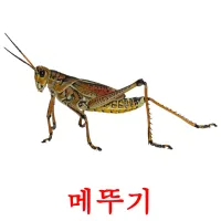 메뚜기 ansichtkaarten