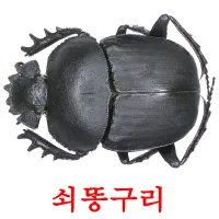 쇠똥구리 ansichtkaarten