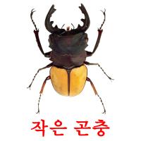 작은 곤충 card for translate