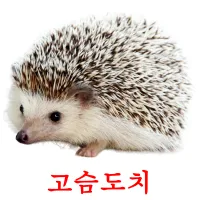 고슴도치 ansichtkaarten