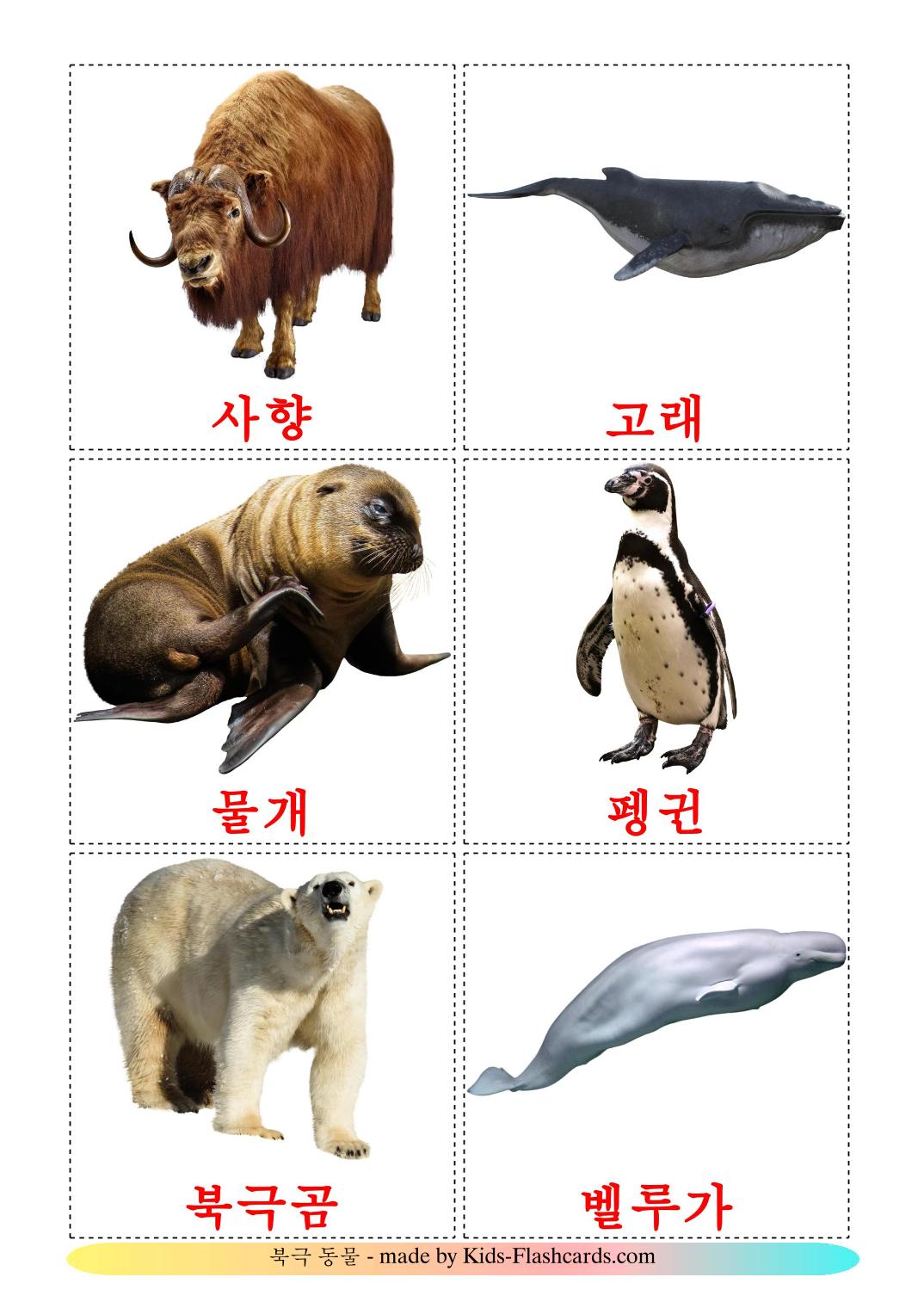 Arctic animals - 14 Free Printable korean Flashcards 