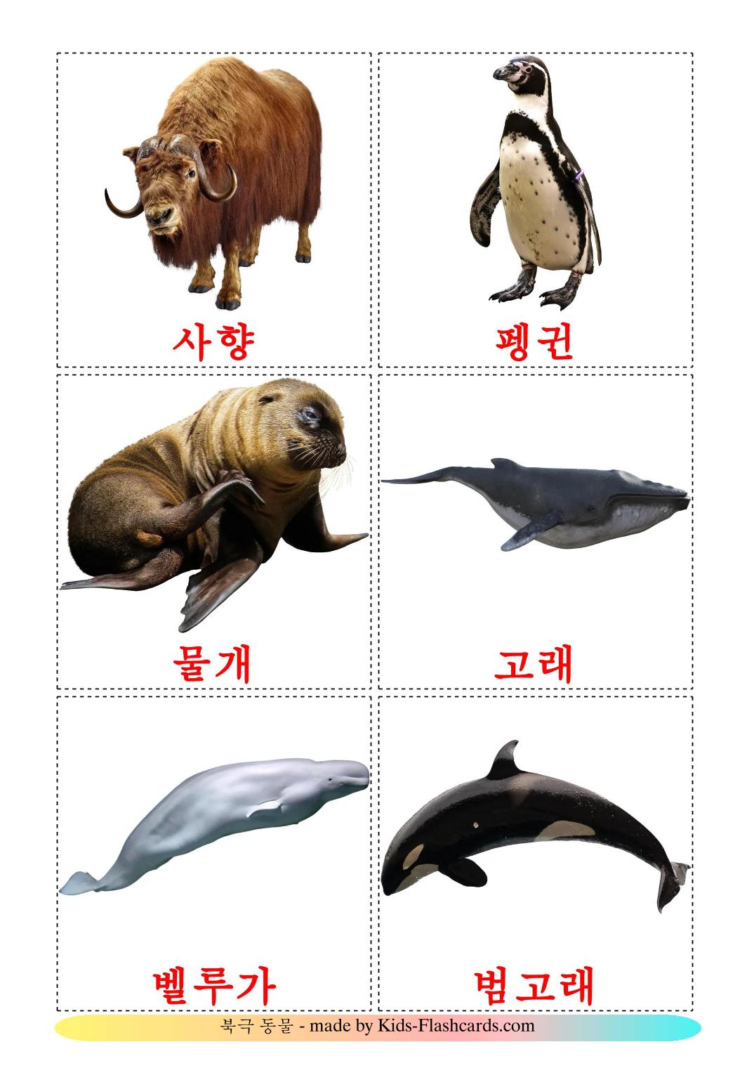 Tiere in der arktis - 15 kostenlose, druckbare Koreanisch Flashcards 