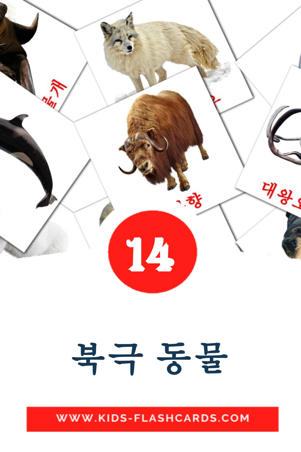 14 cartes illustrées de 북극 동물 pour la maternelle en coréen