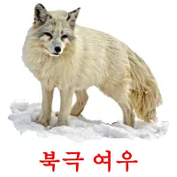 북극 여우 Bildkarteikarten