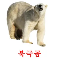 북극곰 Bildkarteikarten