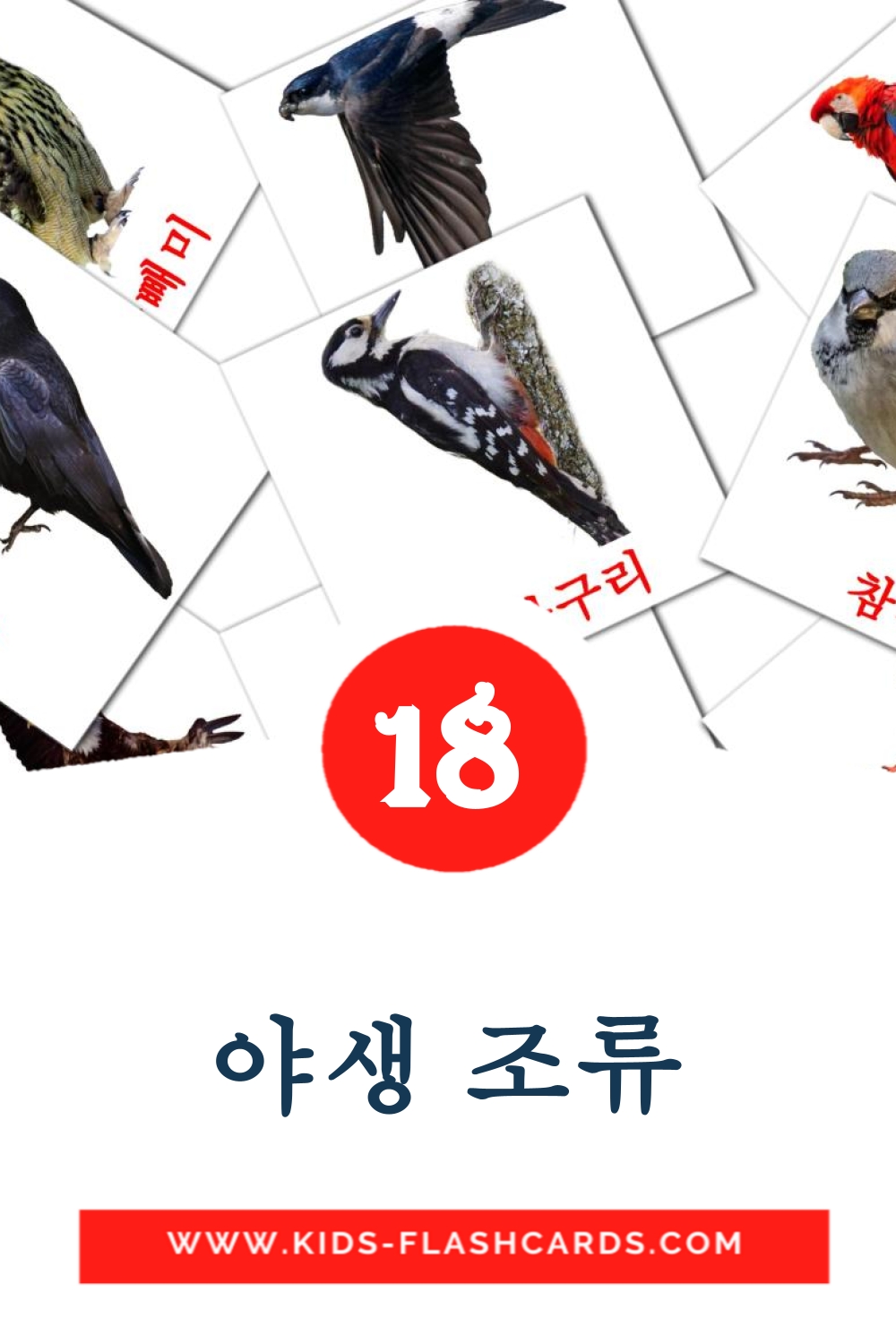 18 야생 조류 Picture Cards for Kindergarden in korean