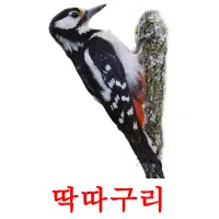 딱따구리 Bildkarteikarten