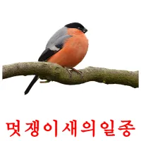 멋쟁이새의일종 Bildkarteikarten