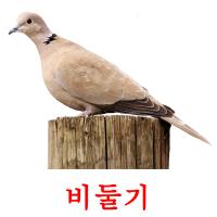 비둘기 card for translate