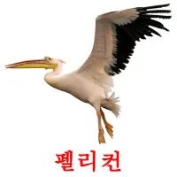 펠리컨 Bildkarteikarten