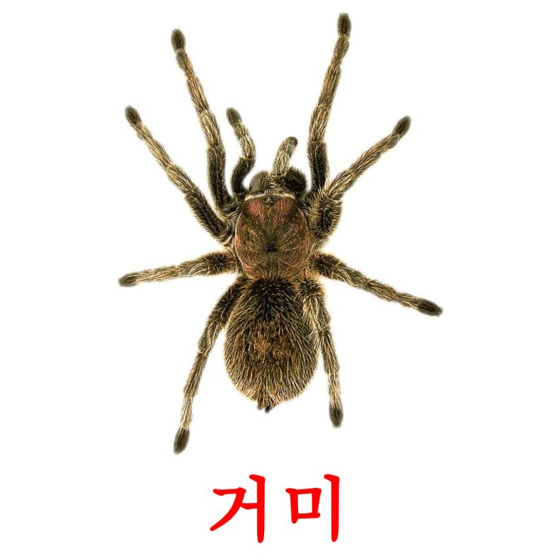 거미 карточки энциклопедических знаний