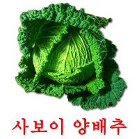 사보이 양배추 ansichtkaarten