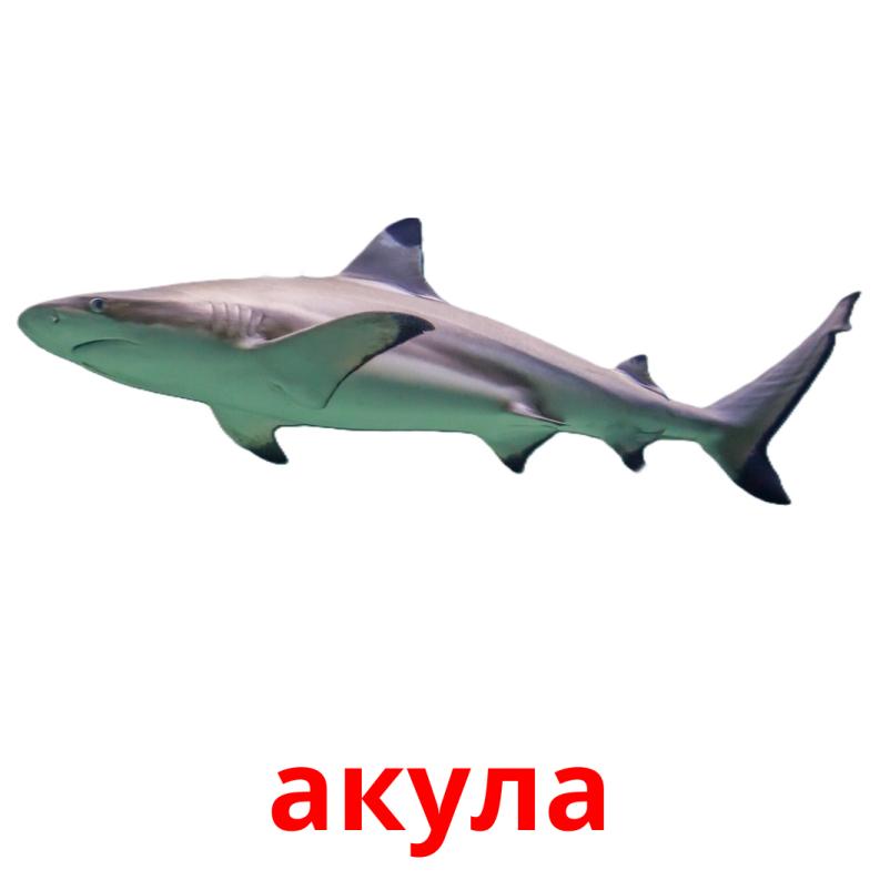акула Tarjetas didacticas