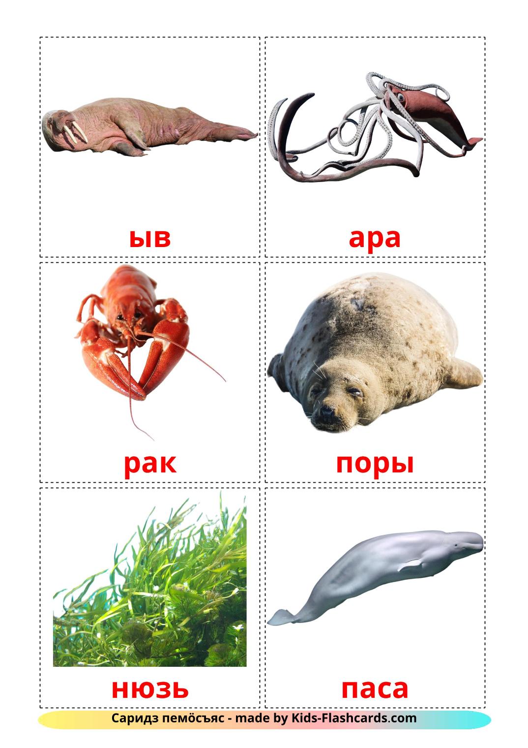Sea animals - 29 Free Printable komi Flashcards 