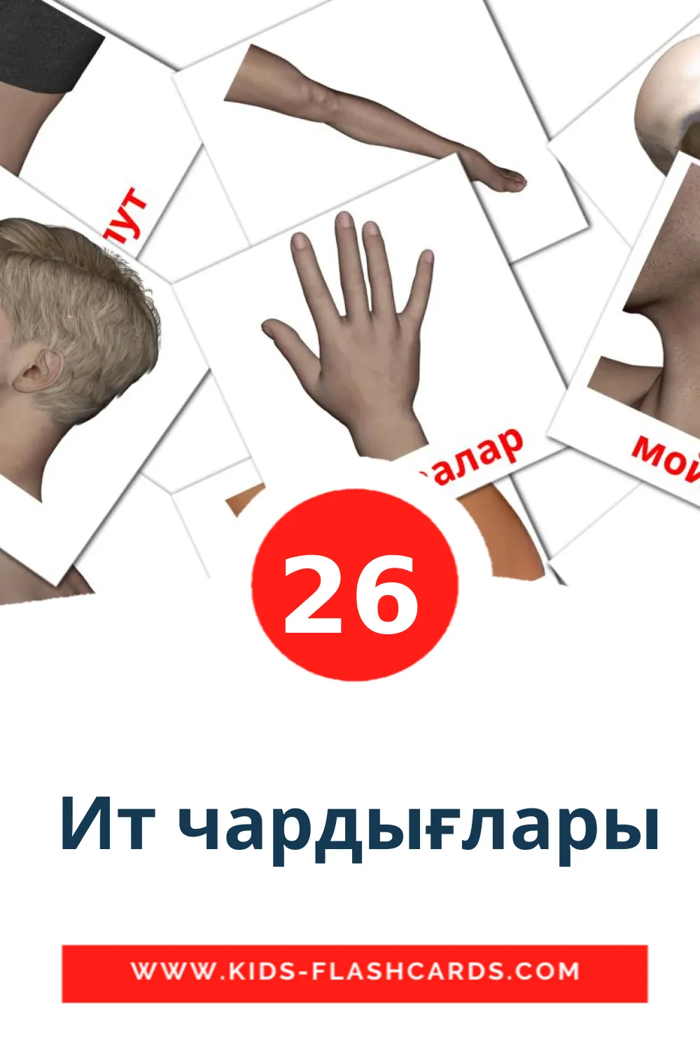 26 cartes illustrées de  Ит чардығлары pour la maternelle en komi