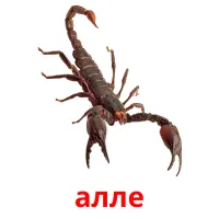 алле flashcards illustrate