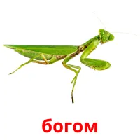 богом flashcards illustrate