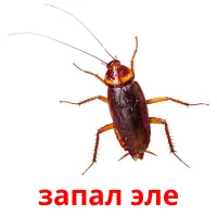 запал эле flashcards illustrate