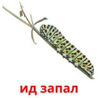 ид запал flashcards illustrate