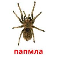 папмла flashcards illustrate