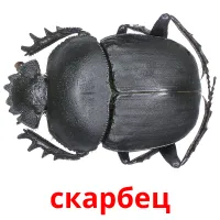 скарбец flashcards illustrate