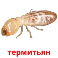 термитьян flashcards illustrate