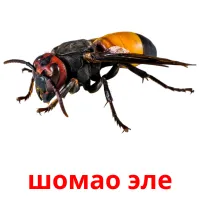 шомао эле flashcards illustrate