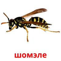 шомэле flashcards illustrate