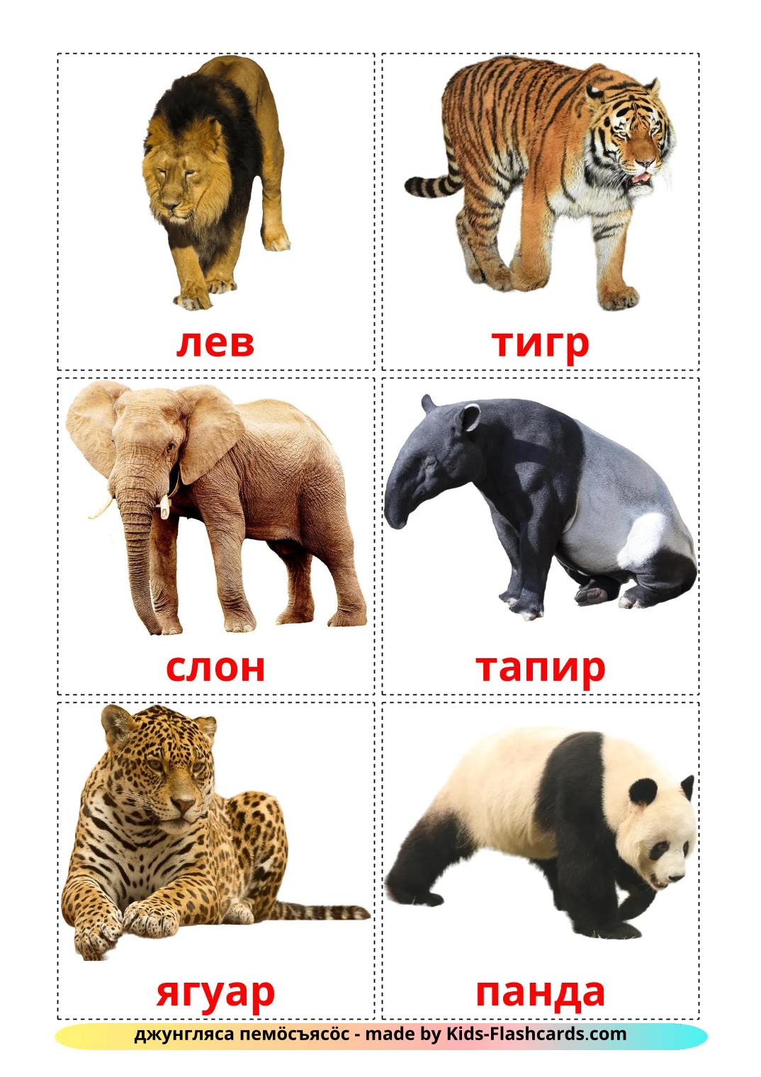 Jungle animals - 22 Free Printable komi Flashcards