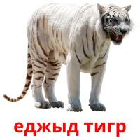 eджыд тигр picture flashcards