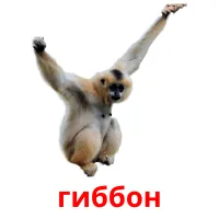 гиббон picture flashcards