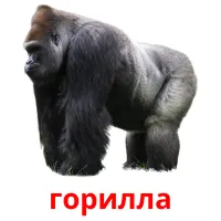 горилла picture flashcards