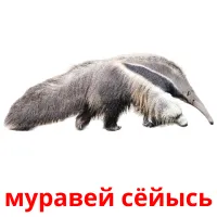 муравей сёйысь picture flashcards