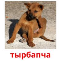 тырбапча picture flashcards