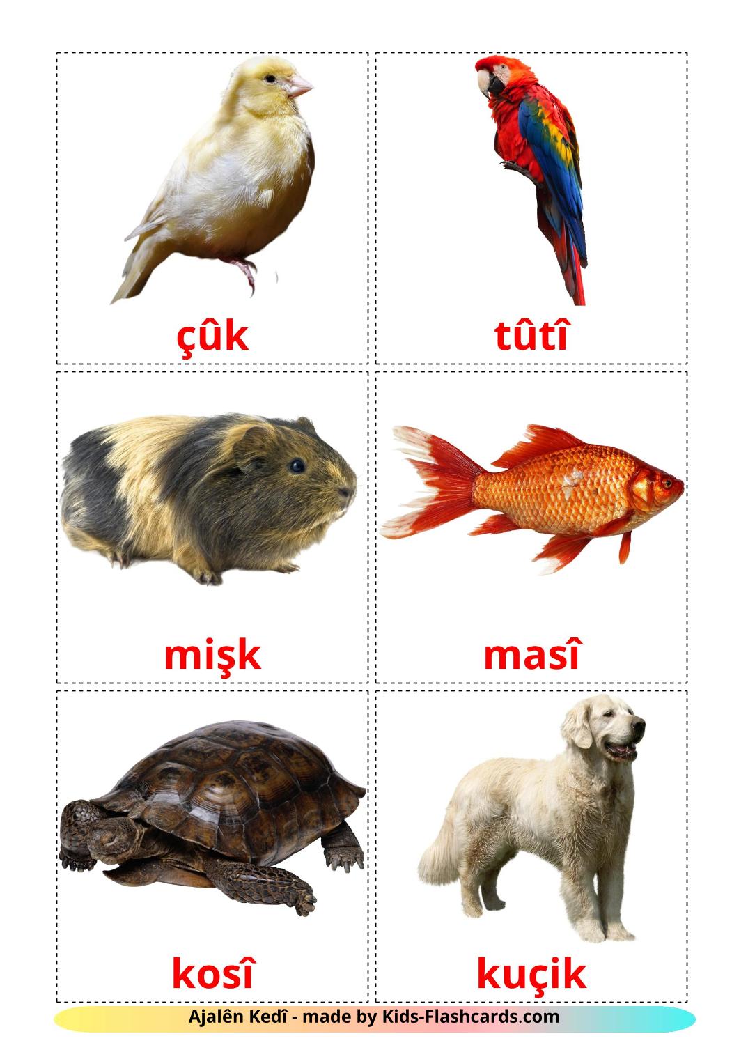 Domestic animals - 10 Free Printable kurdish(kurmanj) Flashcards 