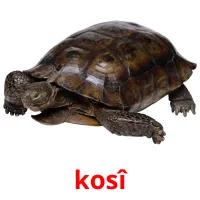 kosî ansichtkaarten