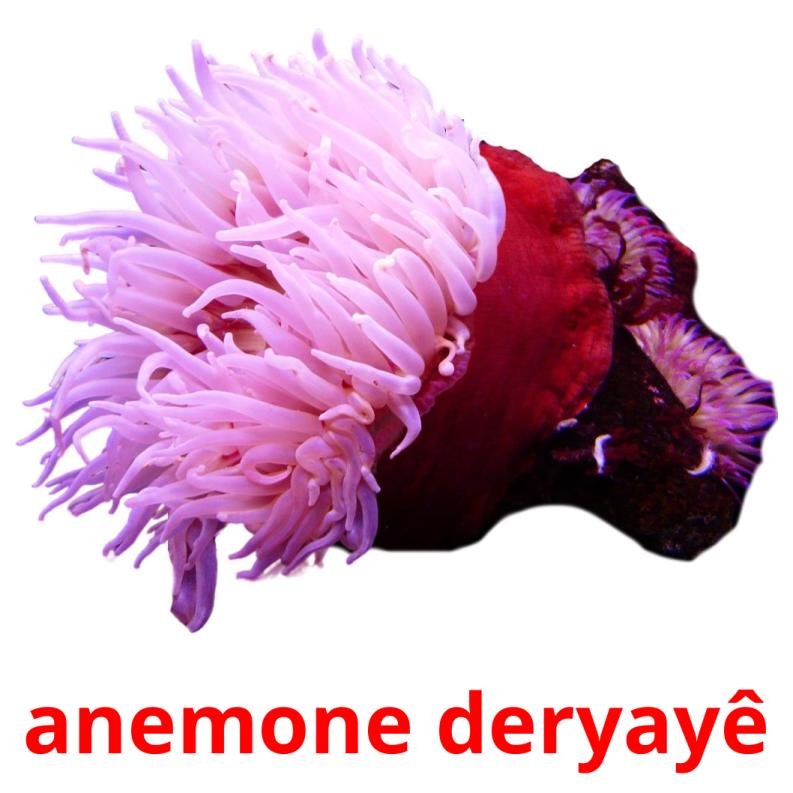 anemone deryayê picture flashcards